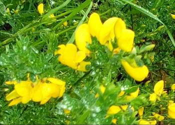 Pęk 30 gałązek żarnowca – idealne do stroików Pęk 30 gałązek żarnowca – idealne do stroików