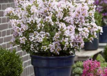 LAGERSTROEMIA WITH LOVE BABE - sadzonki w doniczkach