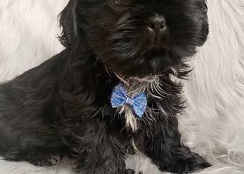 Piesek rasy Shih-Tzu