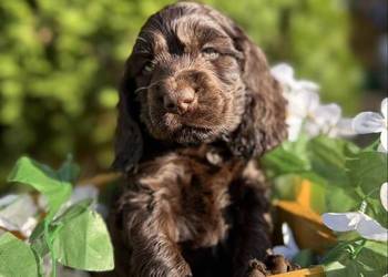 Jedyny taki! Śliczny czekoladowy piesek Cocker Spaniel Angielski z rodowode