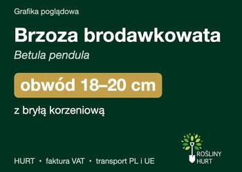 Brzoza brodawkowata (Betula pendula) obwód 18-20 cm, z bryłą – HURT