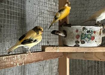 Sprzedam parę kanarków z tego roku