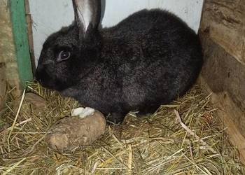 Króliki 8 miesięczne