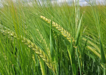 Jęczmień jary Florence od Top Farms Nowość