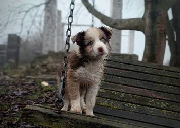 Border collie szczeniaki