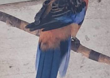 Rozelle Królewskie PARA