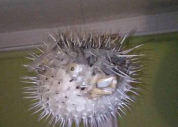 Ryba rozdymka spreparowana.