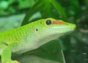 Felsuma madagaskarska