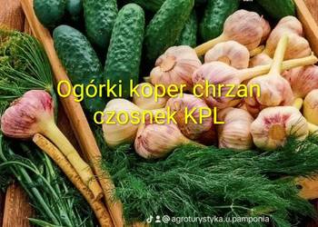 Ogórki gruntowe 3KG dodatki koper chrzan,czosnek... Komplet