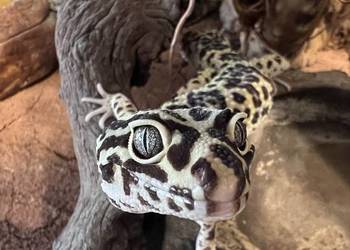 Gekon + terrarium i całe wyposażenie