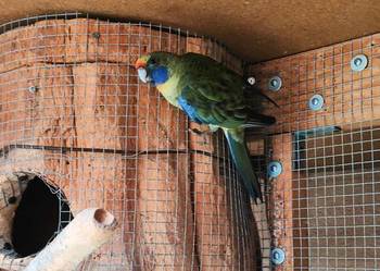 Rozele słomkowe młode 2025