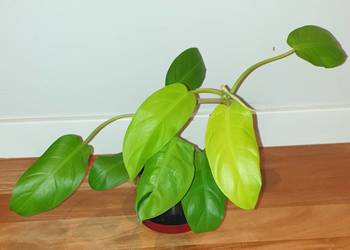 Filodendron, philodendron lemon lime, najprawdopodobniej