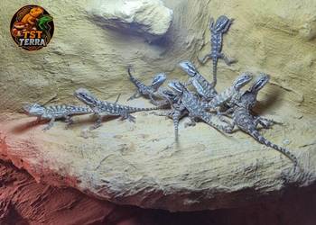 Pogona henrylawsoni Agama karłowata