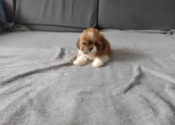 Shih tzu szczeniaki