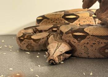 Boa Constrictor Guyana