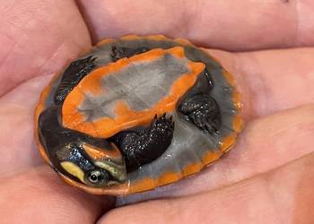 emydura czerwonobrzucha (Emydura subglobosa)
