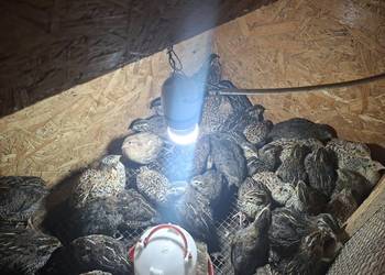 Sprzedam przepiórki japońskie trzytygodniowe