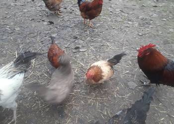 Liliputy zielononòżki i koguty zwykle