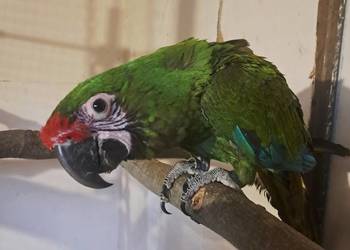 Ara militaris samica 2025