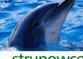 Biologia, Bukała, strunowce, matura, test, nauka, egzamin Biologia, Bukała, strunowce, matura, test, nauka, egzamin