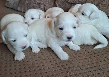 Śliczny Maltańczyk