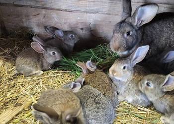 Kroliki młode po belgu