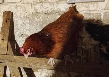 Kury nioski 30 tygodni rossa