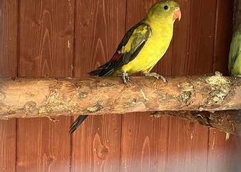 Samiec papugi Górskiej, Berg