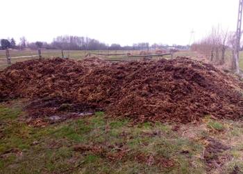 Obornik koński sprzedam l