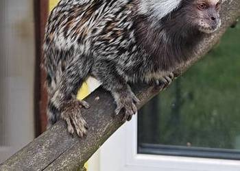 Marmozeta białucha samczyk