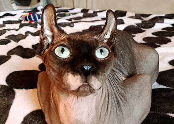 Sfinks kanadyjski, Elf