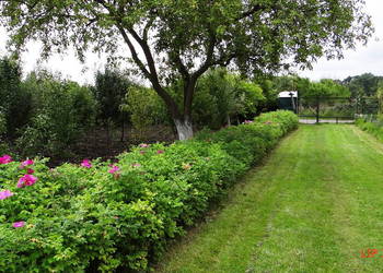 Działka  ROD  Piła  448m2   w  centrum .Zbycie  prawa .