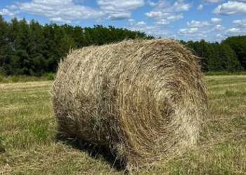 Siano bale 120x120, zbiór 2026r