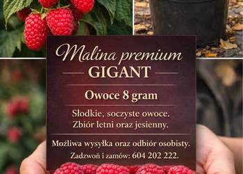 Malina Gigant Owoce o wadze 8 gram