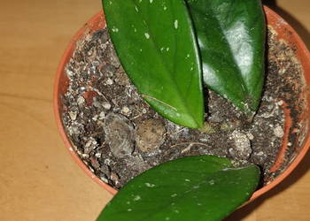 Hoya , hoja, kwiat rosnący, nr 4