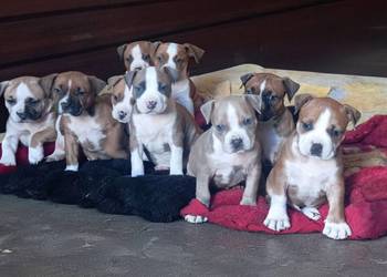American Staffordshire Terrier