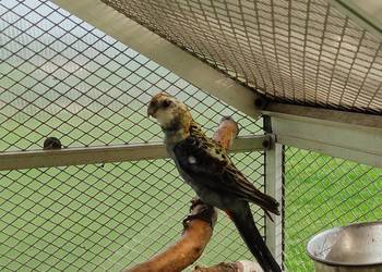 Rozella bladogłowa rozelle