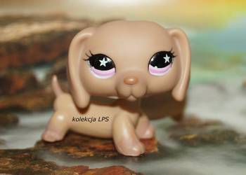 LPS Littlest Pet Shop jamnik #932 Xerda oryginalny pop oryginał