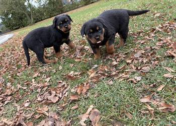 Szczeniaki rottweiler