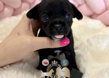 Suczka czarna krótkowłosa chihuahua badania DNA