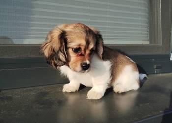 Schweenie Jamnik & Shihtzu długowłose