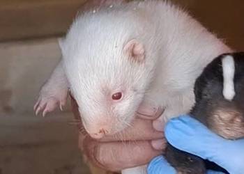 Skunks młody samica kolor cappuccino