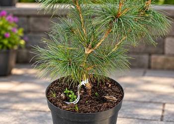 Sosna koreańska (Pinus koraiensis) – 46 cm | Piękna sadzonka w doniczce