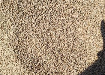 Pszenżyto ozime tegoroczne