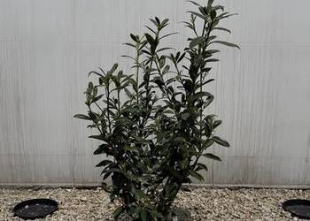 Laurowiśnia "Caucasica" 100-125cm