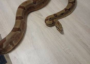 boa imperator