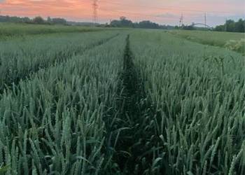 Pszenica Cayenne nowość ozima Pszenica Cayenne nowość ozima