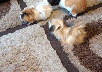 Świnki morskie 3 samiczki