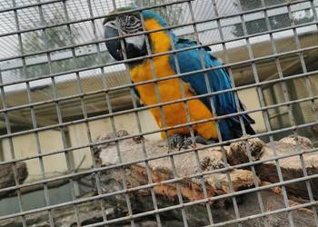 Ara Arauna Samiec 2023r Ary Rauna Ara Arauna Samiec 2023r Ary Rauna