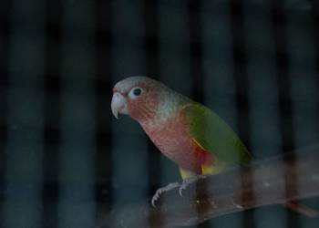 Rudosterka Red Face Samiec